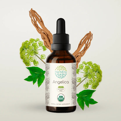HerbEra Angelica Tincture