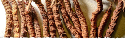 Cordyceps militaris High Strength (60 capsules)